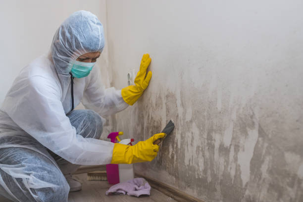Best Mold Odor Removal Services  in St Paul Park, MN